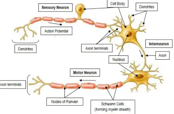 Figure  4  –  Basic  neuron  types:  Sensory  neurons  are  unipolar  -  the  axon  branches  to  connect  sensory  receptors  to  the  spinal  cord  or  brain;  motor  neurons  and  interneurons  are  multipolar,  having  several  dendrites  and  one  axo