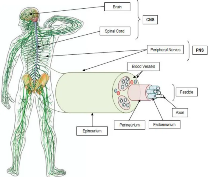 Figure  5  -  Anatomy  of  human  nervous  system:  CNS,  composed of  the  brain  and the spinal cord, and  PNS  constituted  by  the  peripheral  nerves