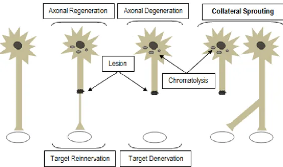 Figure  7  -  Axotomized  neurons  suffer  changes  in  their  bodies  (chromatolysis),  but  axonal  regeneration usually occurs and target is reinnervated