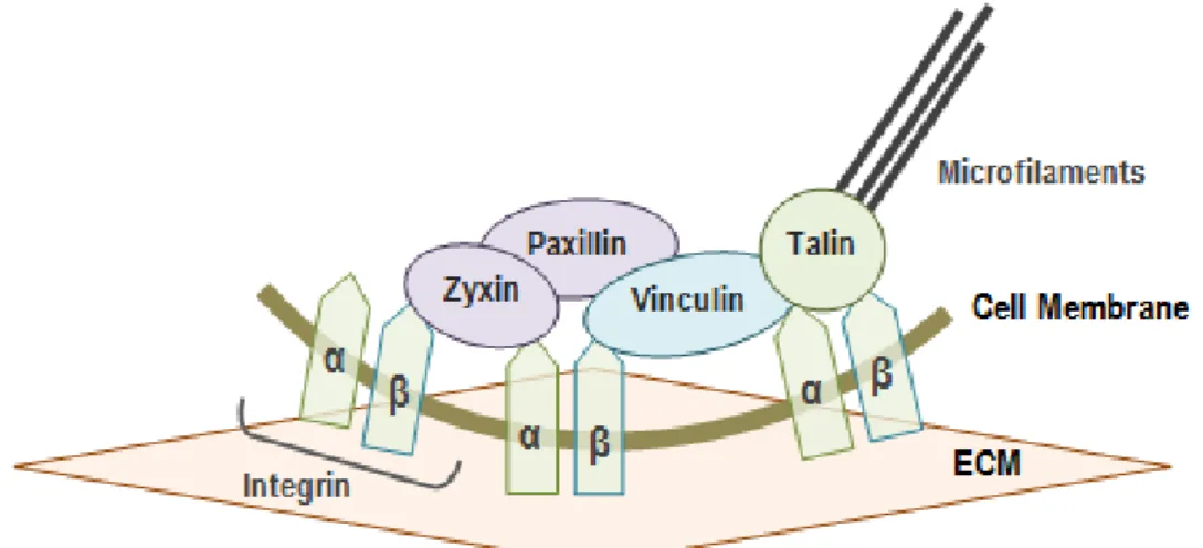Figure 13 – FA complex: Integrins bind to proteins of the ECM and intracellular proteins link integrins  to cell cytoskeleton