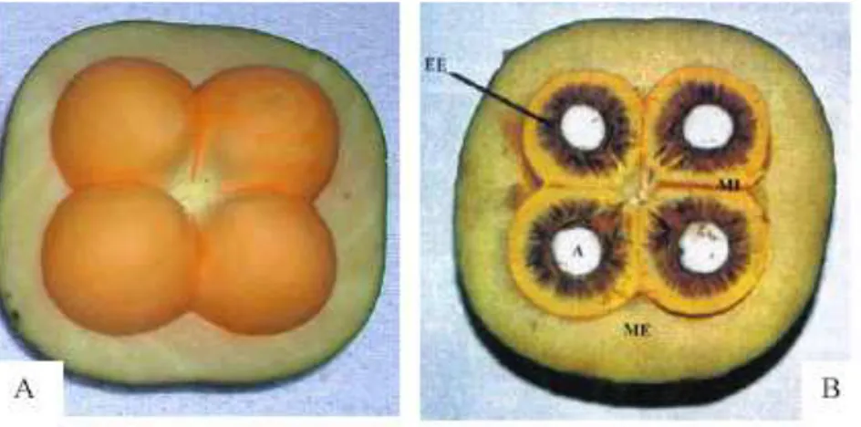 Figura  3  –  Ilustração  do  fruto  de  Caryocar  brasiliense  Camb.  (A),  com  o  corte 