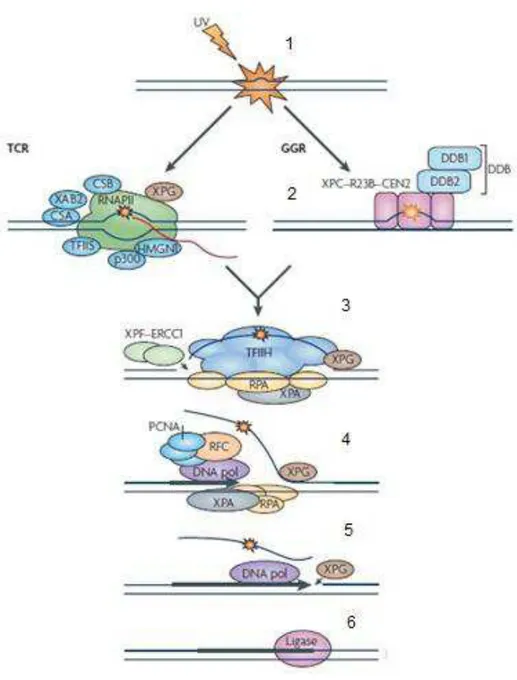 Figura 7. Mecanismo do NER. Lesões do genoma global são reparadas pelo GGR e as  lesões da fita transcrita de um gene são reparadas pelo TCR, pelos seguintes passos (1)  o reconhecimento da lesão; (2) abertura da dupla hélice do DNA onde se localiza a lesã