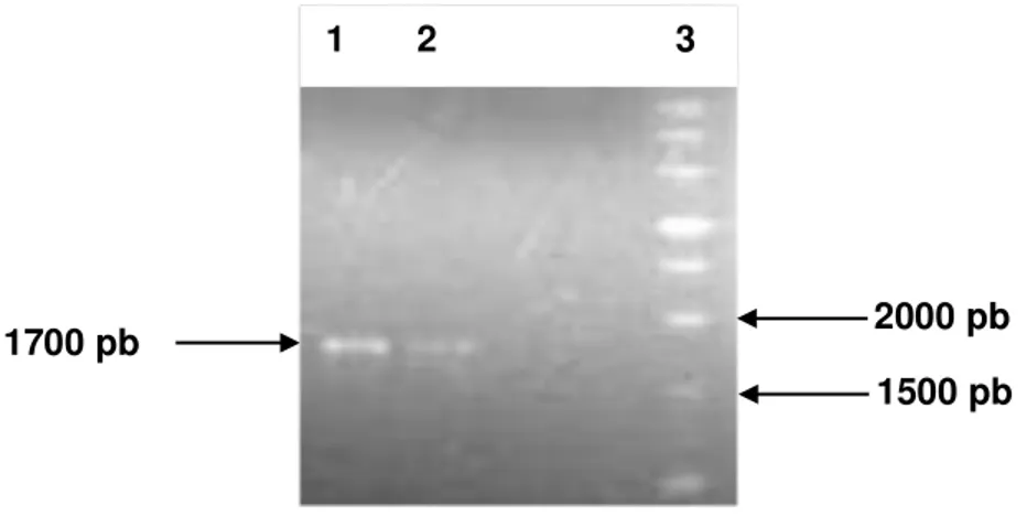 Figura 12. Amplificação por PCR do gene nuclear da fotoliase do  T. brucei. (1 e 2)  Fotoliase nuclear de T
