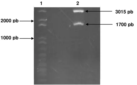 Figura  14.  Digestão  da  Fotoliase  nuclear  de  Trypanosoma  brucei  no  pGEM.  (1)  padrão  de  peso  molecular  de  DNA  1  kb  Plus  DNA  Ladder;  (2)  Fotoliase  nuclear  de 