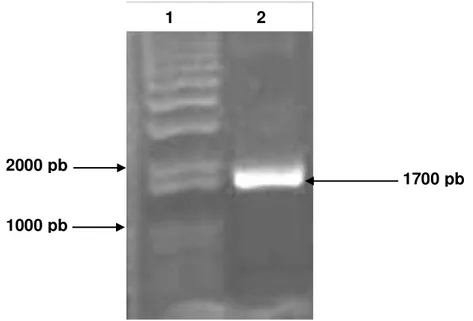 Figura 15. PCR de colônia no pROCK-Fotoliase. (1) padrão de peso molecular de DNA  1 kb Plus DNA Ladder; (2) Colônia contendo o plasmídeo pPROCK-Fotoliase nuclear de 