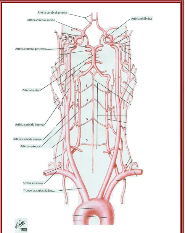 FIGURA 1 – Circulação do sistema nervoso central e origem da artéria oftálmica  na carótida interna (NETTER, 2004)