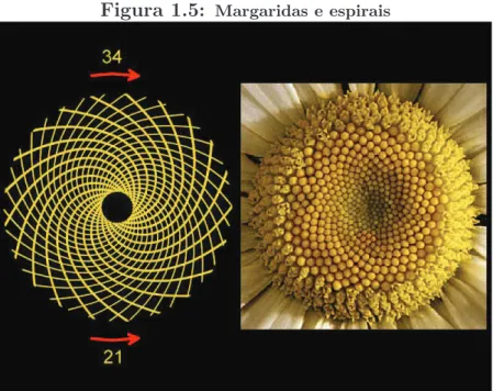 Figura 1.5: Margaridas e espirais