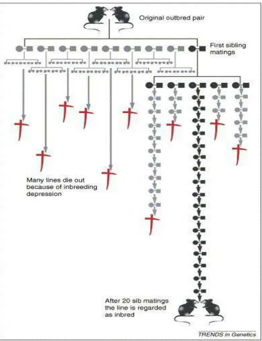 Figura 3. Esquema de cruzamento para formação e manutenção de linhagens isogênicas (Taft, et 