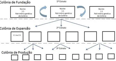 Figura 5.  Estratificação de colônias de roedores em um biotério de criação. Mattaraia, 2009