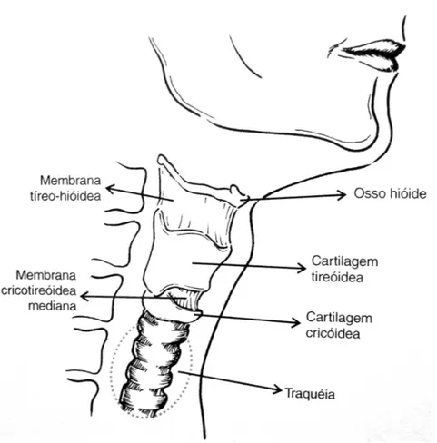 Figura 01 – Desenho esquemático da laringe e da traquéia no pescoço (adaptado de  BEHLAU, AZEVEDO &amp; MADAZIO, 2004)