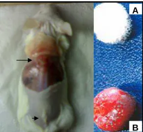 FIGURA 2-  Esponja antes e após ser implantada e seu posicionamento na região subcutânea  dorsal dos animais