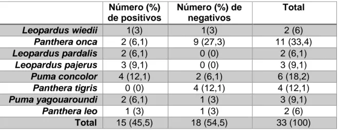 Tabela 4. Resultado da PCR geral para hemoplasmas por espécie de felídeos  Número (%)  de positivos  Número (%) de negativos  Total  Leopardus wiedii  1(3)  1(3)  2 (6)  Panthera onca  2 (6,1)  9 (27,3)  11 (33,4)  Leopardus pardalis  2 (6,1)  0 (0)  2 (6,