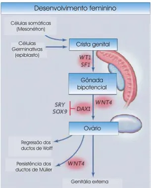 Figura 6: Papel do WNT4 na determinação do sexo  feminino.  Após a formação da gônada bi-potencial, a  ação sinérgica entre DAX-1 (fator antitesticular) e  WNT4 (fator pró-ovariano) inibe a expressão de SRY e  SOX-9, permitindo a correta diferenciação da g