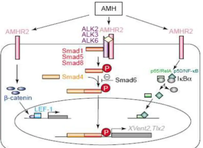 Figura 8: Vias de sinalização do AMH. A ligação do AMH ao receptor tipo 2 (AMHR2) determina a formação de um complexo entre 