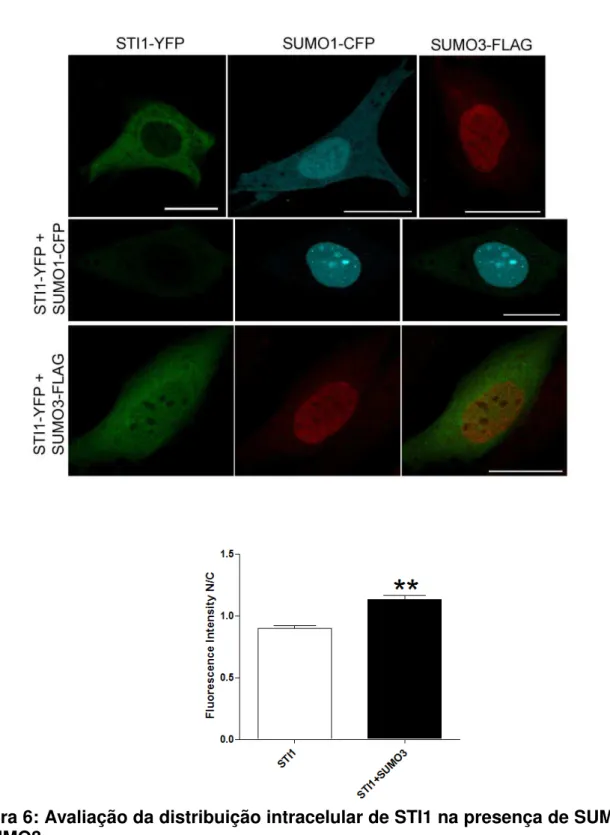 Figura 6: Avaliação da distribuição intracelular de STI1 na presença de SUMO1  e SUMO3