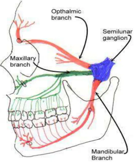 Figura 1  – Nervo Trigêmeo: ramos oftálmico, maxilar e mandibular 