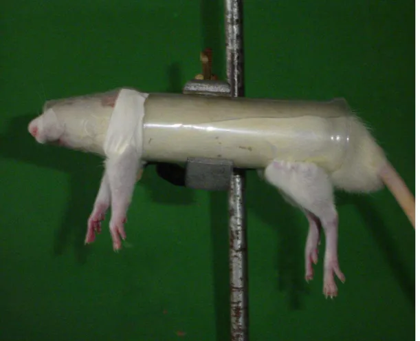 Figura 2  – Aparato de contenção do animal para aplicação da eletroacupuntura 