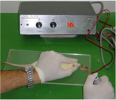 Figura 4  – Aparelho de termoestimulação facial para teste algesimétrico (A) com  posicionamento do animal para estimulação (B) 