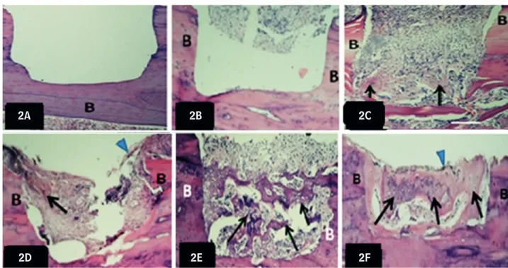 Figure 2  - Light micrographs of longitudinal sections of callus tissue stained with HE