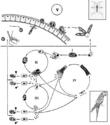 Figura 1: Ciclo de vida de Plasmodium spp. I, II – merogonia exoeritrocitária primária; III - merogonia  eritrocitária;  IV – merogonia exoeritrocitária secundária e V – fase sexuada no vetor (modificado de  Valki ū nas, 2005)