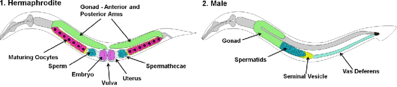 Figure  1  –  C.  elegans  sexual  anatomy.  (1)  Adult  hermaphrodites  possess  two  symmetric  gonadal  arms