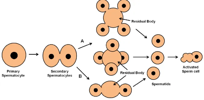 Figure  2  –  Spermatogenesis  in  C.  elegans.  Primary  spermatocyte  undergoes  meiosis  I  giving  origin  to  two  secondary spermatocytes