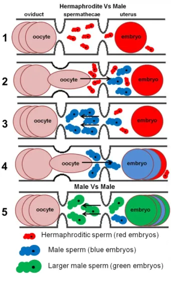 Figure  3  –  Sperm  competition  and  fertilization  in  C. 