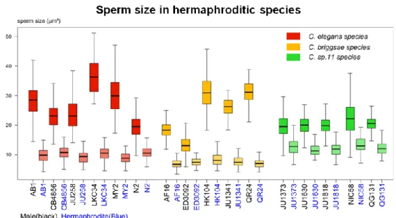 Figure  5  –  Male  and  hermaphrodite  sperm  size  variation  among  Caenorhabditis  androdioecious species