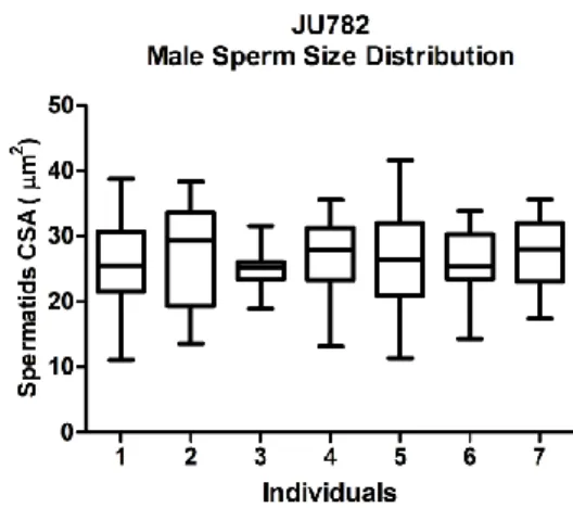 Figure  10  –  Male  sperm  size  distribution  for  JU393  individuals.  Boxplot  of  all  measurements  for  each  individual  (20  spermatids/male),  whiskers  2.5-97.5 percentile