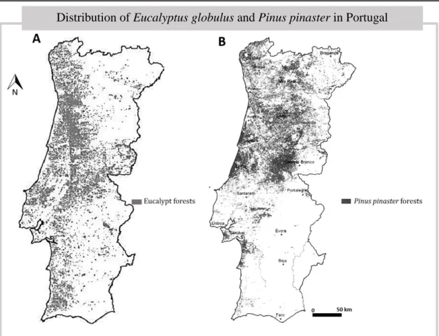 FIGURE 2. Map of Eucalyptus globulus main stands distribution in Continental Portugal (A); 