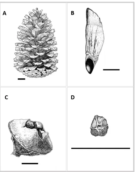 FIGURE  3.  Ilustrations  of  Pinus  pinaster  cone  (A)  and  seed  with  wing  (B),  and  Eucalyptus  globulus capsule (C) and seed (D) (illustrations were made by Catarina Costa, Francesco Milanese  and José Perico)