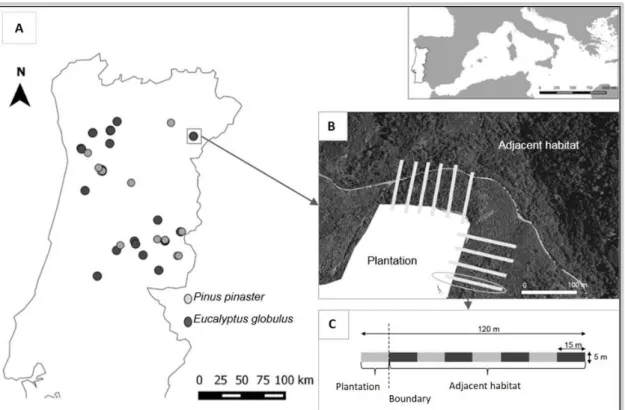 FIGURE 1. Location of the 15 studied Pinus pinaster plantations (in grey dots) and 23 studied  Eucalyptus globulus plantations (in dark grey dots) in Portugal (A)