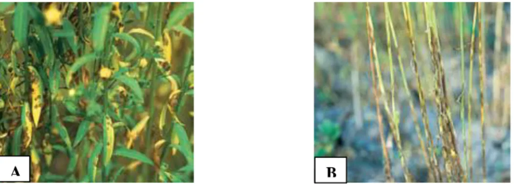 Figura 3 – A: lesões circulares castanhas nas folhas; B: bandas alternadas verdes e castanhas  (infectadas) no caule 