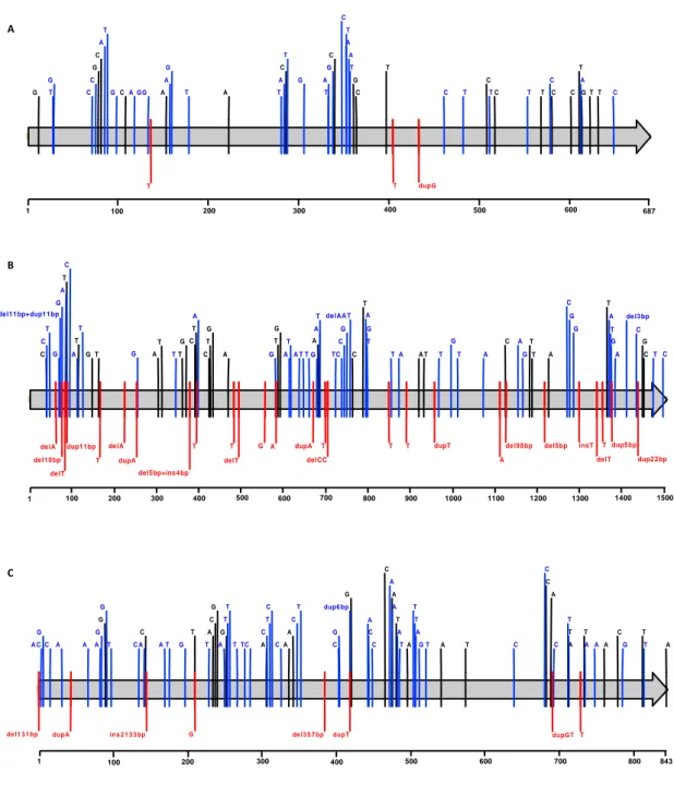 Figure  1.  Nucleotide  alterations  identified  in  the  covR  (A),  covS  (B),  and  ropB  (C)  alleles reported in this study and previously deposited in GenBank, relative to the alleles  present  in  strain  SF370  (AE004092)