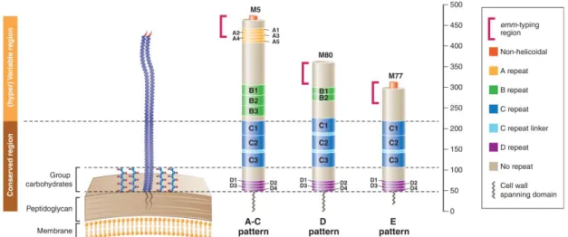 Figure 2. Three representative M proteins (M5, M80, and M77) were selected as  prototypes  for  the  structural  characteristics  within  each  emm  pattern  group