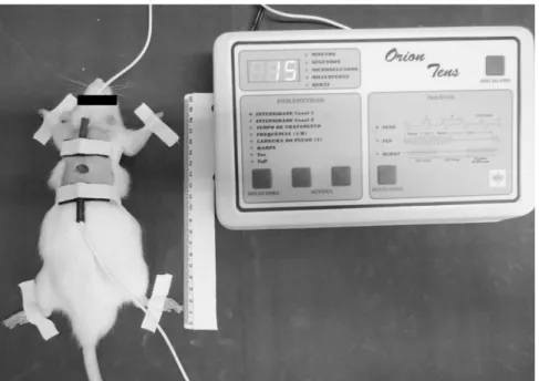 Figure 1  - Application of the TENS demonstrating the positioning and fixation of the electrodes on the skin surface of the  animal.