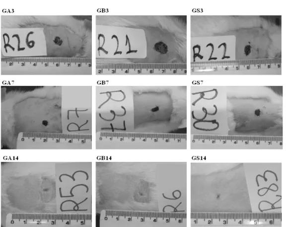 Figure 3  - Wound contraction in the HG, LG and SG at 3, 7 and 14 PO days.