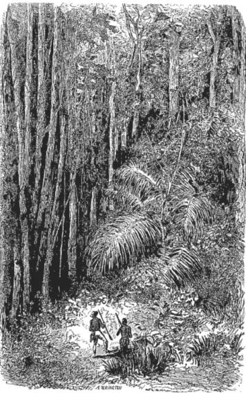 Figura 3 – Primeira excursão numa floresta virgem 