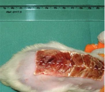 Figure 1. Burn model used. Adapted from Meireles et al. 16  Wound in the  healing process, with loss of epidermis and no sign of infection