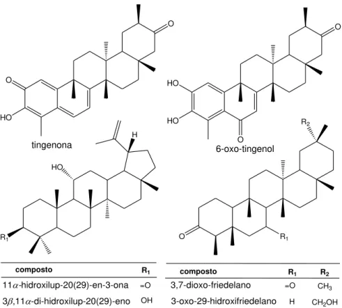 Figura  3:  Substâncias  isoladas  de  raízes  de  Maytenus  imbricata  (RODRIGUES  et 