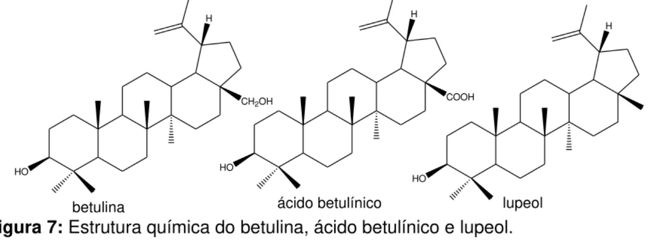 Figura 7: Estrutura química do betulina, ácido betulínico e lupeol. 