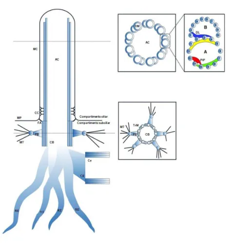 Figura 1- Esquema ilustrativo dos componentes ciliares e subciliares do cílio primário