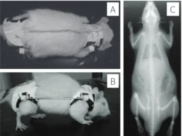 Figure 1. Upper (A) and lateral view (B) of the animal in the rectified group  (R) during the use of orthosis and x-ray after a 12-week immobilization (C)  