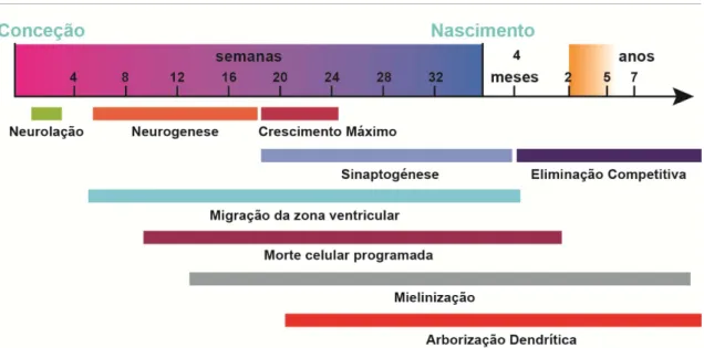 Figura 1 : Marcos do desenvolvimento cerebral até à idade escolar   (traduzido e adaptado de Lenroot et al., 2006) 