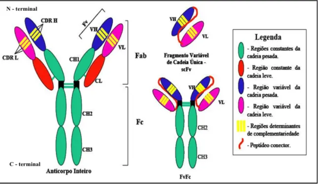 Figura  1.  Representação  esquemática  de  diferentes  formatos  de  fragmentos  de  anticorpos