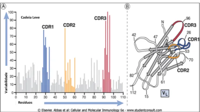 Figura 2 - Gráfico de Kabat-Wu. Apresenta  o nível de variabilidade de aminoácidos presentes nos  domínios  variáveis  de  cadeias  leve  de    imunoglobulinas