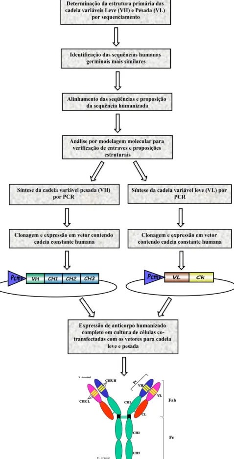 Figura 7. Organograma do processo de humanização de anticorpos. 