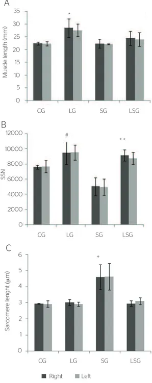 Figure 3. Muscle strength, estimation of number and length of sarcome- sarcome-res in the gastrocnemius of rats