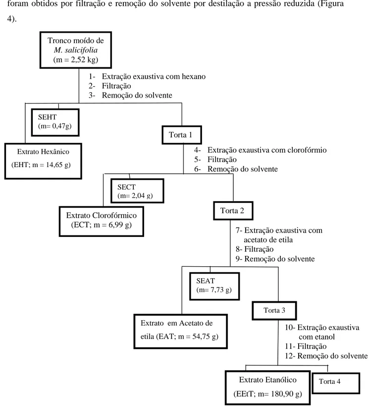 Figura 4 - Sequência de obtenção dos extratos do tronco de M. salicifolia. 