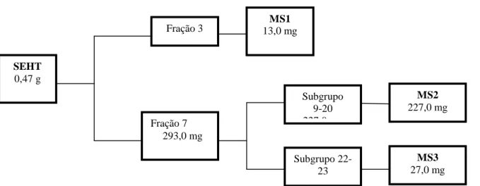 Figura 5: Compostos obtidos de SEHT por cromatografia em coluna. MS1: friedelina; MS2: 